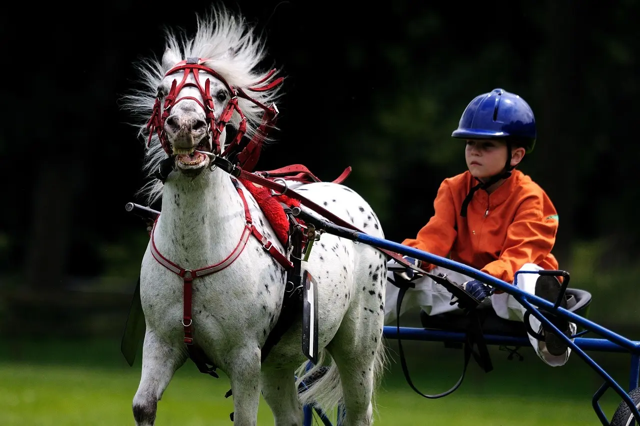 Hest i seletøj og person i sulky